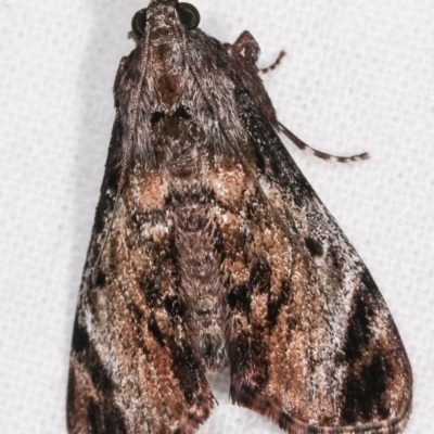 Salma pyrastis (A Pyralid moth (Epipaschiinae) at Melba, ACT - 15 Dec 2020 by kasiaaus
