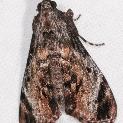 Salma pyrastis (A Pyralid moth (Epipaschiinae subfam.)) at Melba, ACT - 15 Dec 2020 by kasiaaus