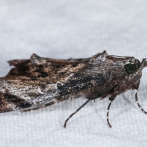 Salma pyrastis at Melba, ACT - 15 Dec 2020 12:46 AM