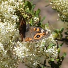 Junonia villida at Hughes, ACT - 31 Dec 2020 03:45 PM