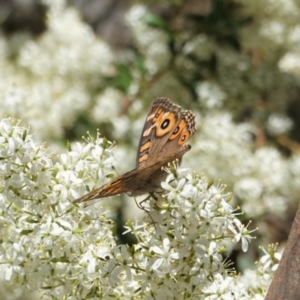 Junonia villida at Hughes, ACT - 31 Dec 2020 03:45 PM