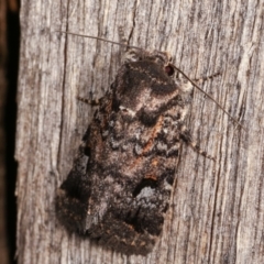 Thoracolopha verecunda (A Noctuid moth (Acronictinae)) at Melba, ACT - 14 Dec 2020 by kasiaaus