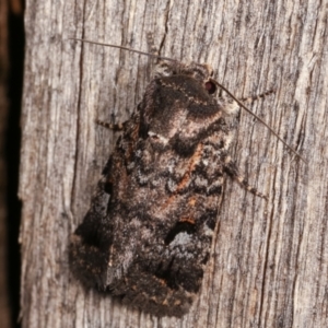 Thoracolopha verecunda at Melba, ACT - 15 Dec 2020