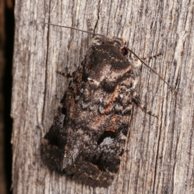 Thoracolopha verecunda (A Noctuid moth (Acronictinae)) at Melba, ACT - 14 Dec 2020 by kasiaaus