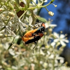 Chauliognathus tricolor (Tricolor soldier beetle) at Hughes, ACT - 31 Dec 2020 by JackyF