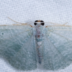 Poecilasthena thalassias at Melba, ACT - 15 Dec 2020 12:47 AM