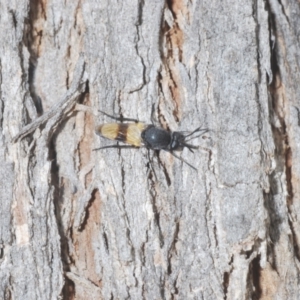 Agapophytus aterrimus at Cotter River, ACT - 28 Dec 2020