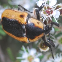 Chondropyga dorsalis (Cowboy beetle) at Cotter River, ACT - 28 Dec 2020 by Harrisi