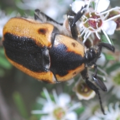 Chondropyga dorsalis (Cowboy beetle) at Lower Cotter Catchment - 28 Dec 2020 by Harrisi