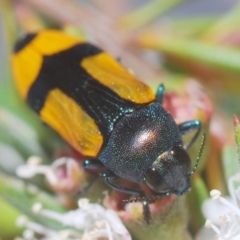 Castiarina skusei (A Jewel Beetle) at Black Mountain - 28 Dec 2020 by Harrisi