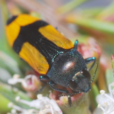 Castiarina skusei (A Jewel Beetle) at Black Mountain - 28 Dec 2020 by Harrisi