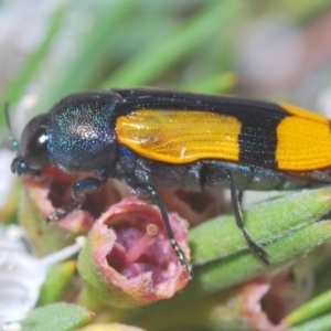 Castiarina skusei at Downer, ACT - 28 Dec 2020