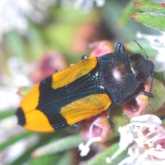 Castiarina skusei at Downer, ACT - 28 Dec 2020