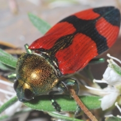 Castiarina deyrollei (A jewel beetle) at Paddys River, ACT - 30 Dec 2020 by Harrisi