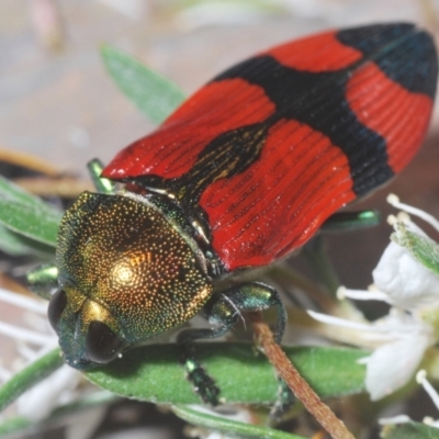 Castiarina deyrollei (A jewel beetle) at Paddys River, ACT - 30 Dec 2020 by Harrisi