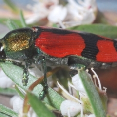 Castiarina deyrollei at Paddys River, ACT - 30 Dec 2020