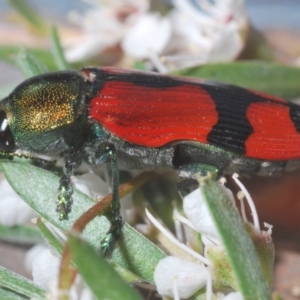 Castiarina deyrollei at Paddys River, ACT - 30 Dec 2020