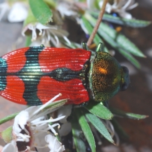 Castiarina deyrollei at Paddys River, ACT - 30 Dec 2020