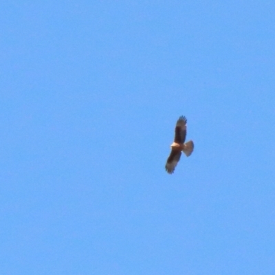 Hieraaetus morphnoides (Little Eagle) at Dryandra St Woodland - 14 Nov 2020 by ConBoekel