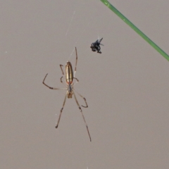 Tetragnatha sp. (genus) (Long-jawed spider) at O'Connor, ACT - 27 Nov 2020 by ConBoekel