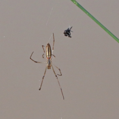 Tetragnatha sp. (genus) (Long-jawed spider) at O'Connor, ACT - 27 Nov 2020 by ConBoekel