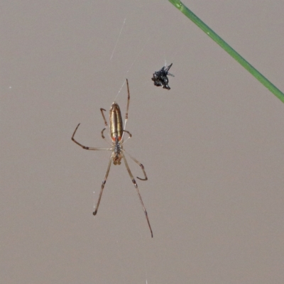 Tetragnatha sp. (genus) (Long-jawed spider) at O'Connor, ACT - 28 Nov 2020 by ConBoekel