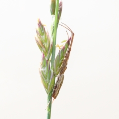 Tetragnatha sp. (genus) at O'Connor, ACT - 28 Nov 2020