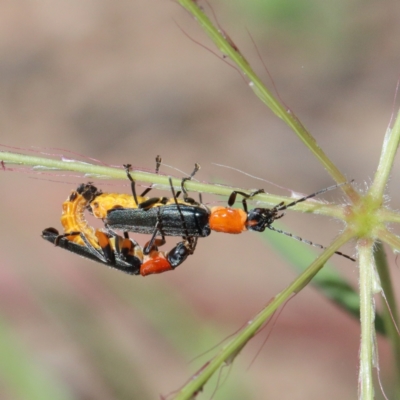 Chauliognathus tricolor (Tricolor soldier beetle) at O'Connor, ACT - 26 Dec 2020 by ConBoekel