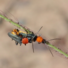 Chauliognathus tricolor at O'Connor, ACT - 27 Dec 2020