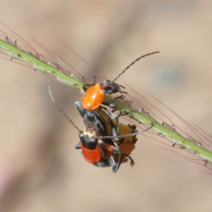 Chauliognathus tricolor at O'Connor, ACT - 27 Dec 2020