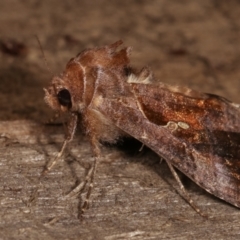 Chrysodeixis eriosoma at Melba, ACT - 15 Dec 2020