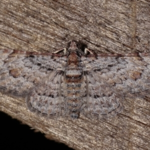 Chloroclystis insigillata at Melba, ACT - 15 Dec 2020 12:49 AM