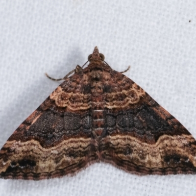 Epyaxa subidaria (Subidaria Moth) at Melba, ACT - 14 Dec 2020 by kasiaaus