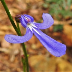 Lobelia dentata at Paddys River, ACT - 31 Dec 2020