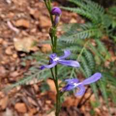 Lobelia dentata at Paddys River, ACT - 31 Dec 2020 12:01 PM