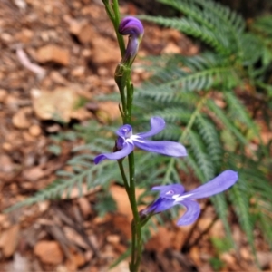 Lobelia dentata at Paddys River, ACT - 31 Dec 2020