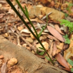 Lobelia dentata at Paddys River, ACT - 31 Dec 2020 12:01 PM