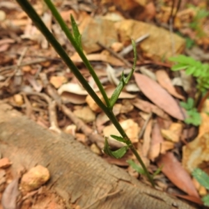 Lobelia dentata at Paddys River, ACT - 31 Dec 2020