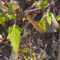 Chenopodium glaucum (Glaucous Goosefoot) at Bolaro, NSW - 18 Dec 2020 by DavidMcKay