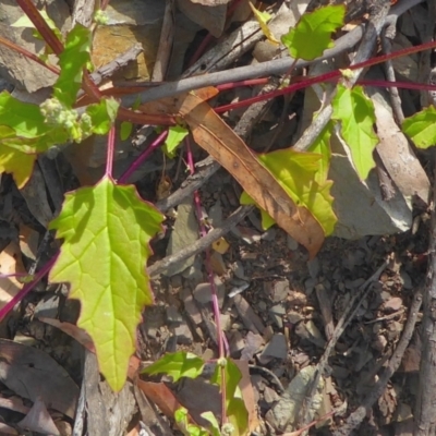 Chenopodium glaucum (Glaucous Goosefoot) at Bolaro, NSW - 18 Dec 2020 by DavidMcKay