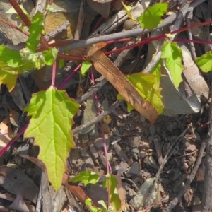 Chenopodium glaucum at Bolaro, NSW - 18 Dec 2020