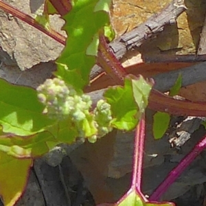 Chenopodium glaucum at Bolaro, NSW - 18 Dec 2020