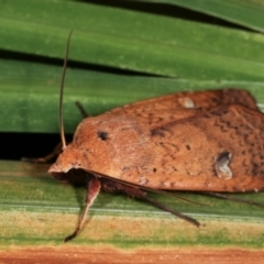 Diarsia intermixta (Chevron Cutworm, Orange Peel Moth.) at Melba, ACT - 15 Dec 2020 by kasiaaus