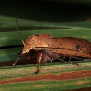 Diarsia intermixta at Melba, ACT - 15 Dec 2020