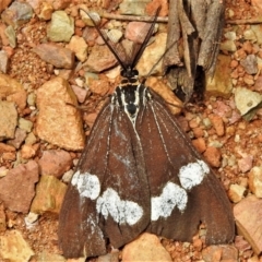 Nyctemera amicus (Senecio Moth, Magpie Moth, Cineraria Moth) at Tidbinbilla Nature Reserve - 31 Dec 2020 by JohnBundock