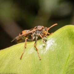 Polistes (Polistella) humilis (Common Paper Wasp) at Acton, ACT - 31 Dec 2020 by Roger