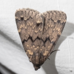 Mormoscopa phricozona (An Erebid Moth (Herminiinae) at Macgregor, ACT - 29 Dec 2020 by Roger