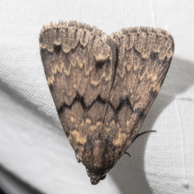 Mormoscopa phricozona (An Erebid Moth (Herminiinae) at Macgregor, ACT - 29 Dec 2020 by Roger