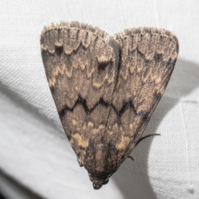 Mormoscopa phricozona (A Herminiid Moth) at Macgregor, ACT - 29 Dec 2020 by Roger