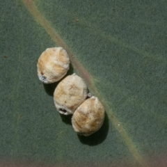 Unidentified Scale insect or Mealybug (Hemiptera, Coccoidea) at Googong, NSW - 31 Dec 2020 by WHall